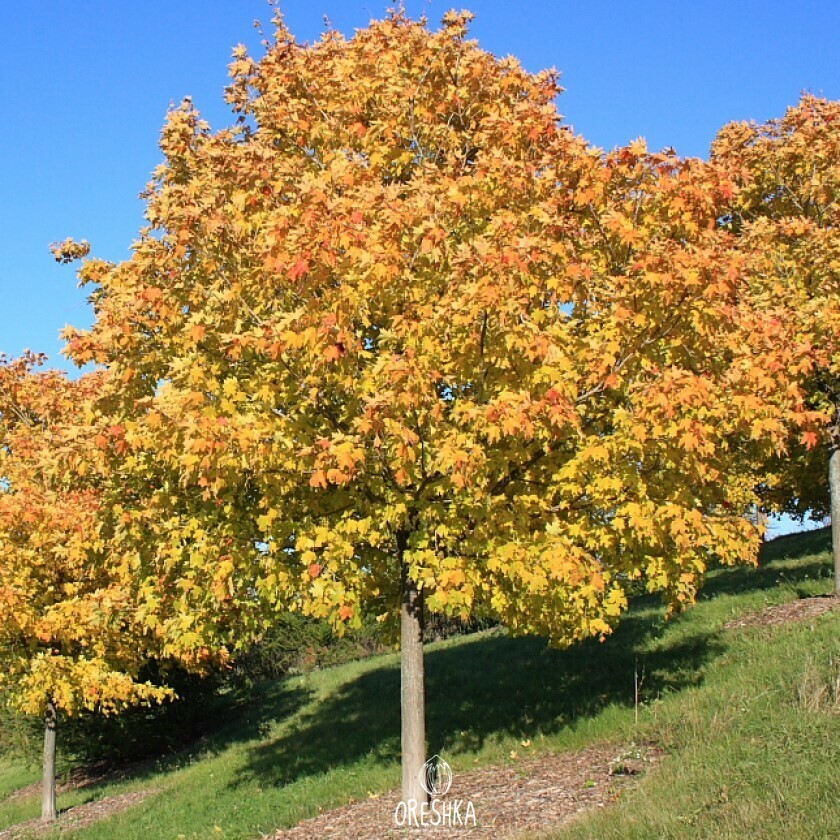 Дерево клен ясенелистный фото и описание