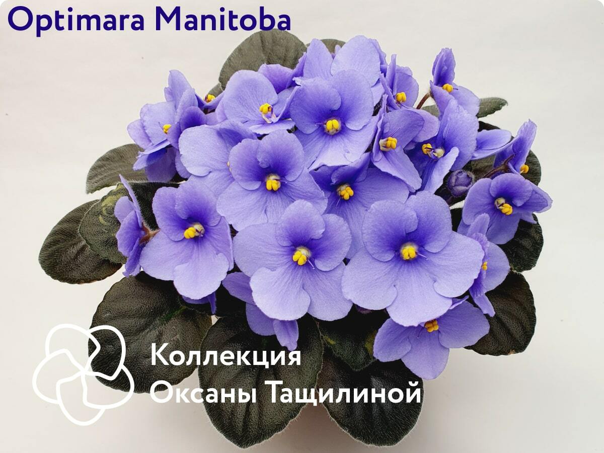 Фиалка оптимара чико