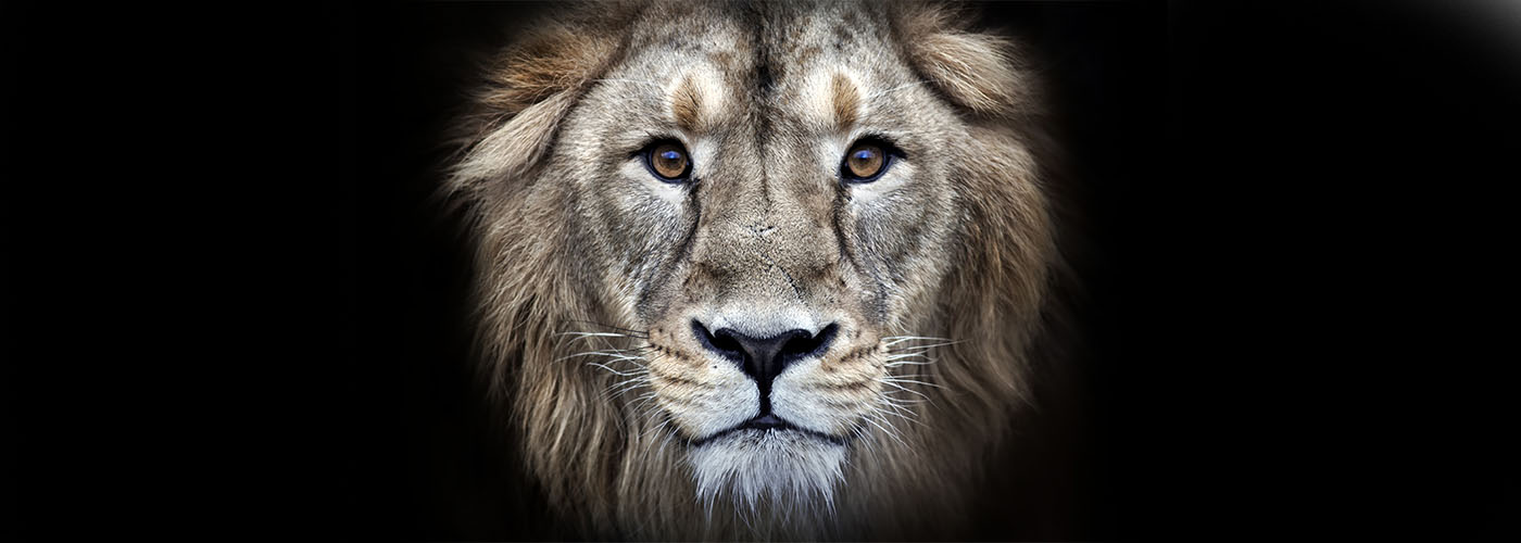 Как справиться с эмоциональным выгоранием