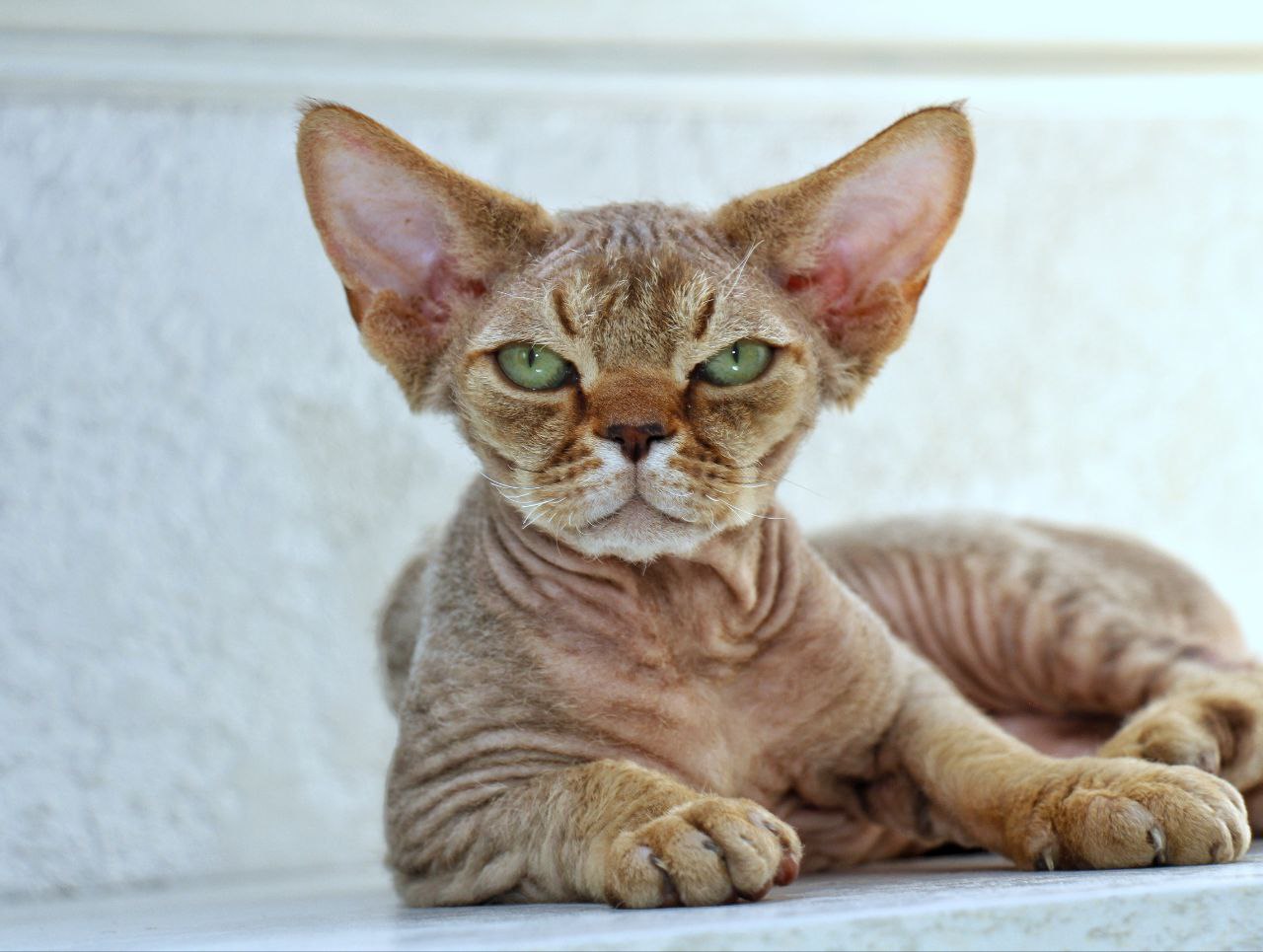 Девон-рекс кудрявый кот