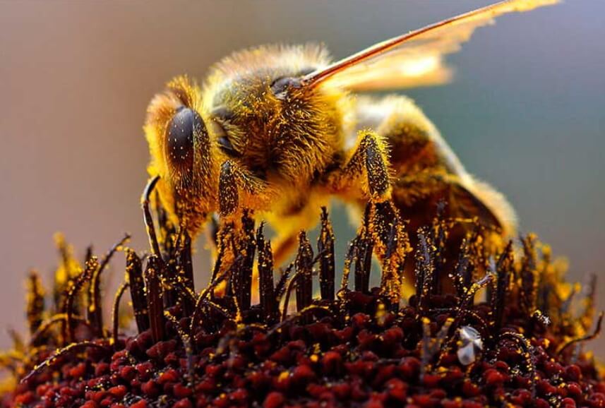 Трутневый гомогенат для мужчин - цена