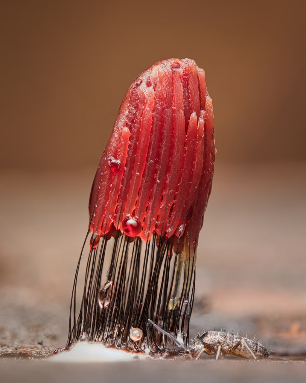 @TaiLyEugenia. Ногохвостка лакомится слизевиком стемонитис. Снято на Nikon Z5, Laowa Ultra Macro 2x 100mm.