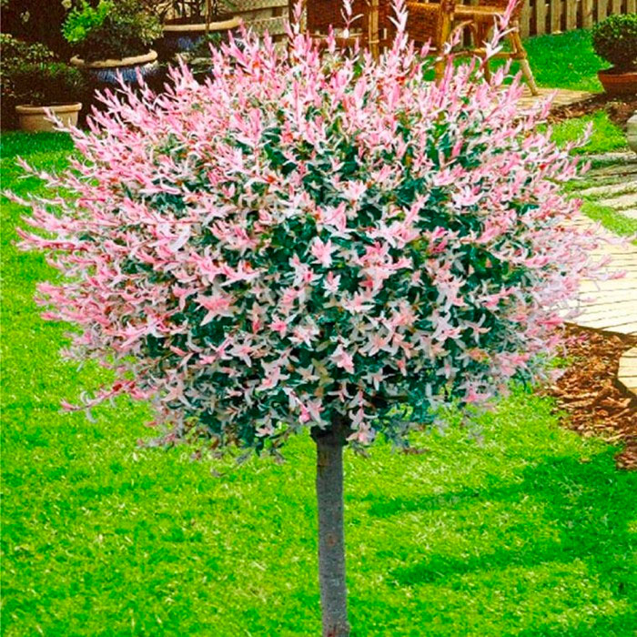 Особенности розоволистного сорта ивы «Хакуро Нишики»