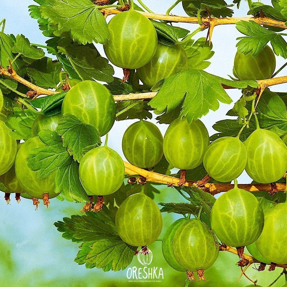 Ribes uva-crispa small flowers May early pollinator plant