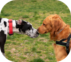 Основы дрессировки собак: онлайн-курс обучения