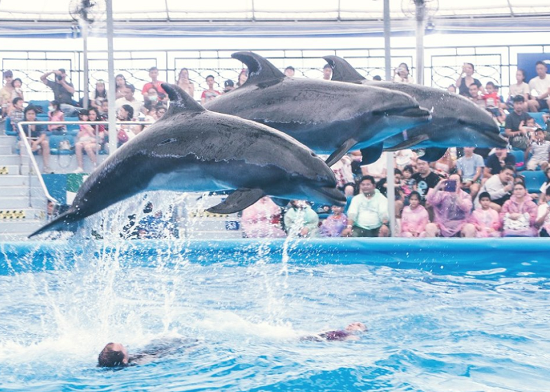 Дельфинарий паттайя. Дельфинарий в Паттайе Тайланд. Дельфинарий Паттайя новый. Бангкок дельфинарий. Дельфинарий в Паттайе фото.