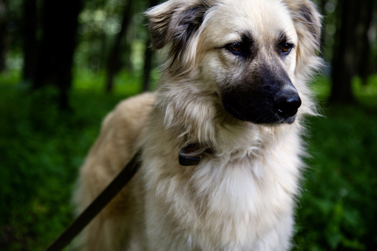 Фестиваль «Собаки, которые любят... и котики!» в пространстве Баунс