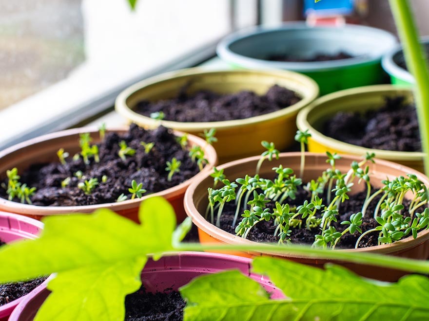 Seedlings sprouting in colorful pots with moist soil, illustrating indoor seed starting techniques for gardening enthusiasts.