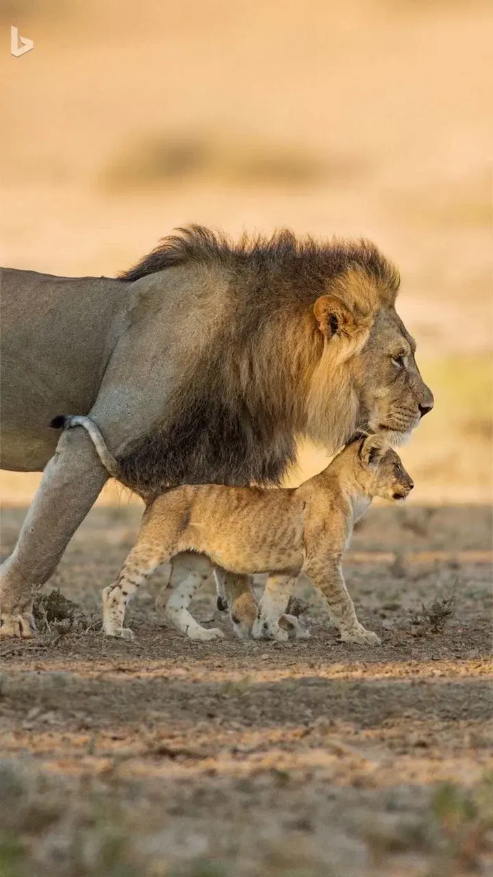 Встречи со слонами в Зимбабве