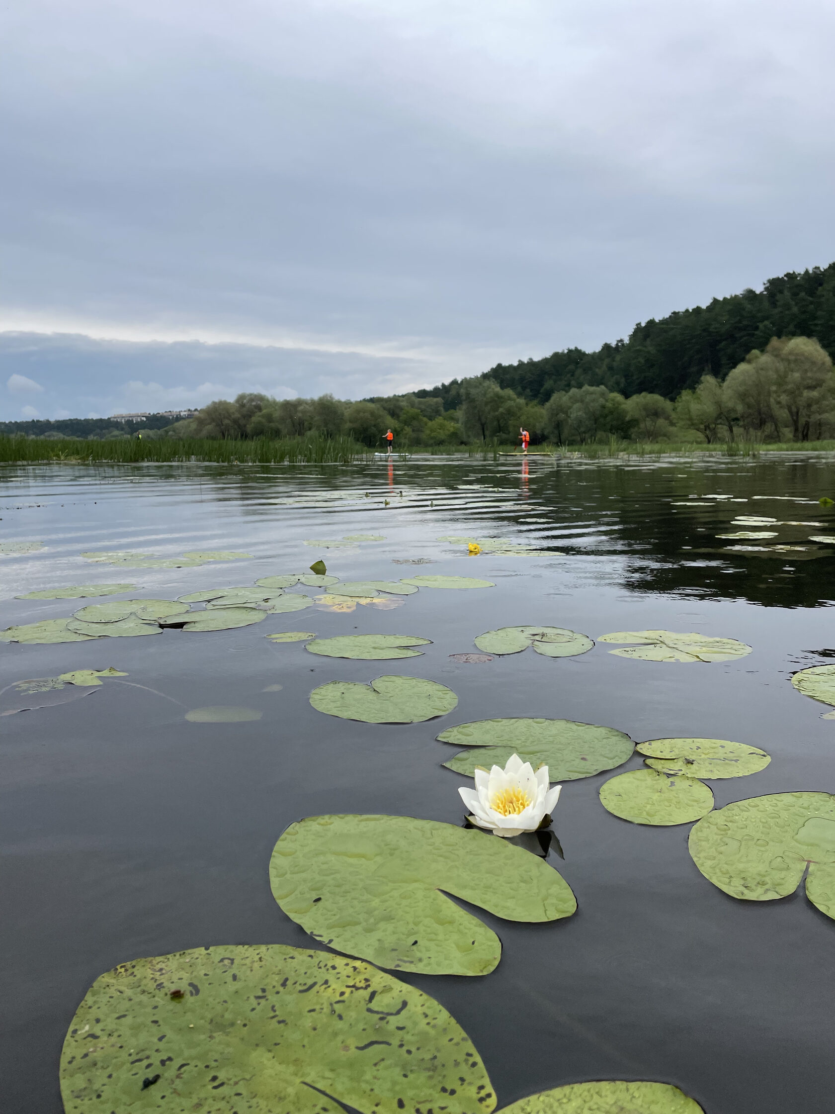 Болото чистая вода