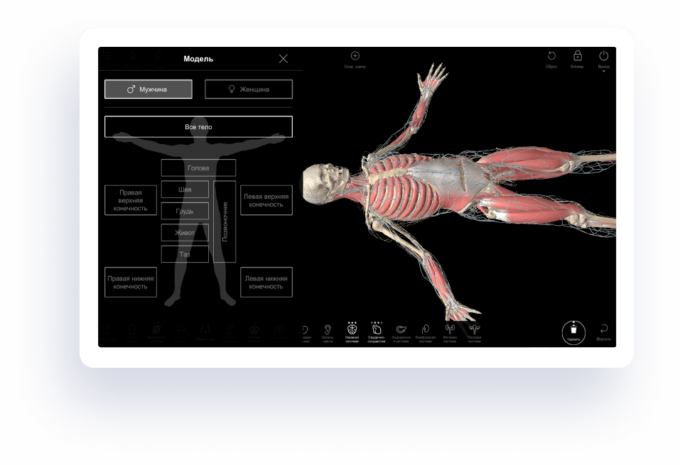 Интерактивная анатомия. Анатомический стол. Интерактивный анатомический стол. Цифровая анатомия человека.