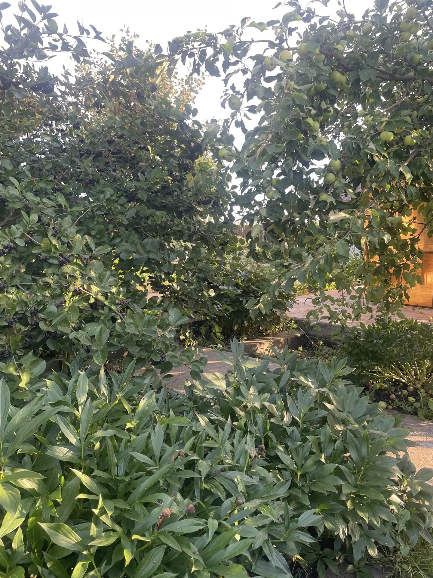 Никах