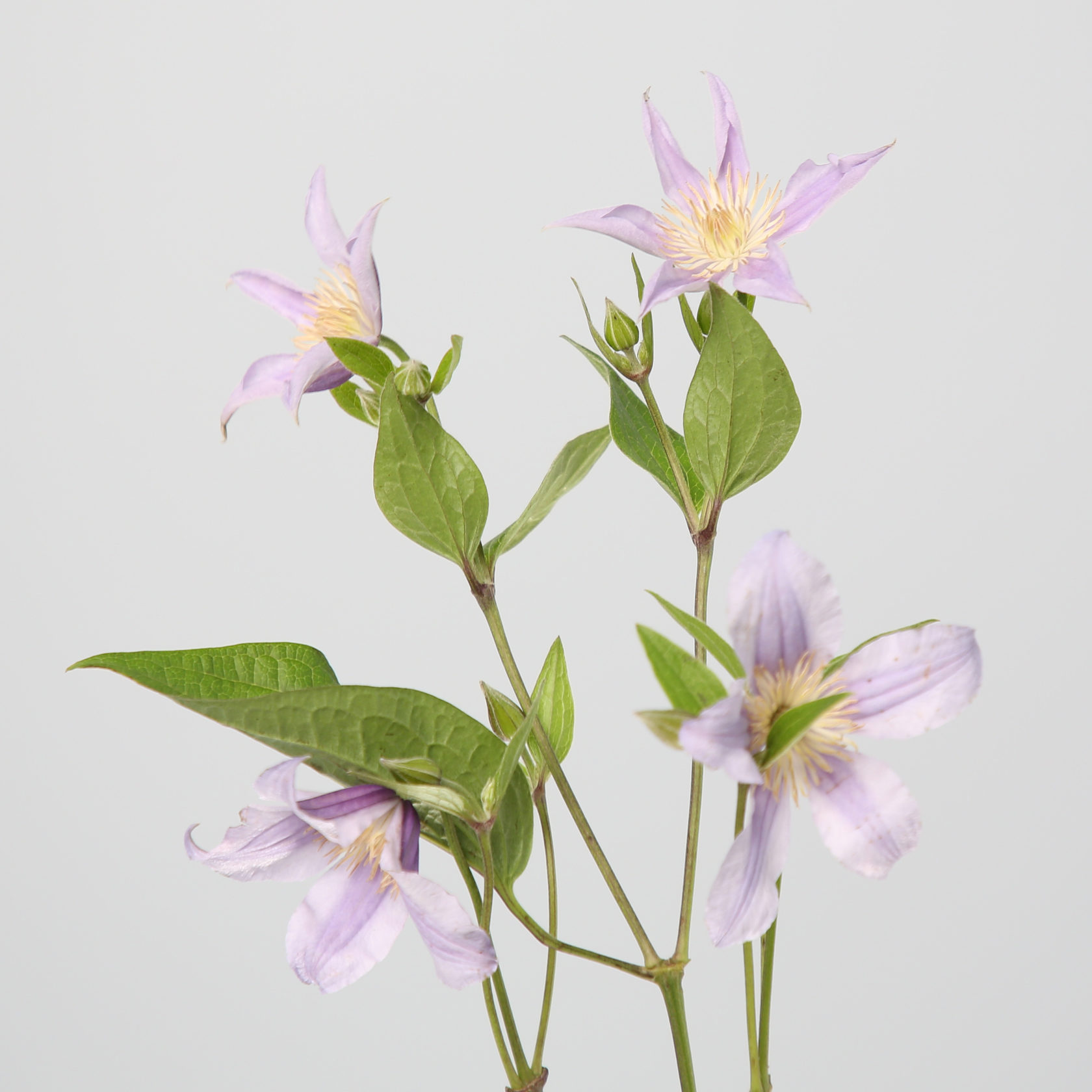 Клематис Стар Ривер - Clematis Star River