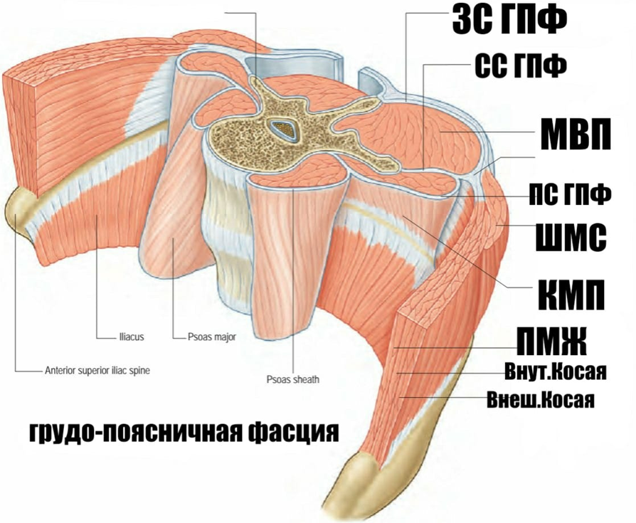 Фасции спины. Поверхностный листок пояснично грудной фасции. Поясничная фасция. Грудопоясничная фасция.