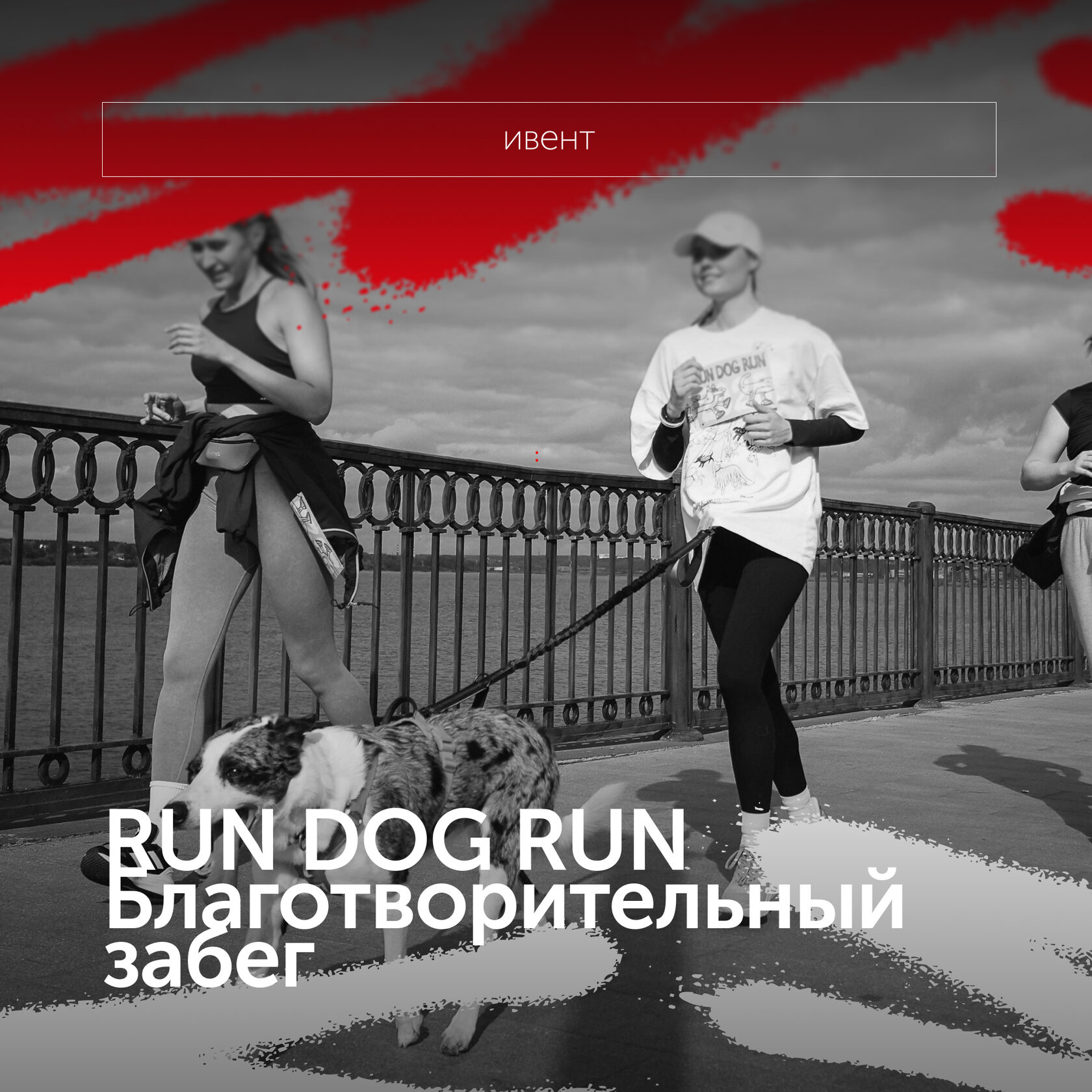 RUN DOG RUN