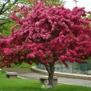 Malus Royalty spring pink cloud raspberry purple flower dense branch display