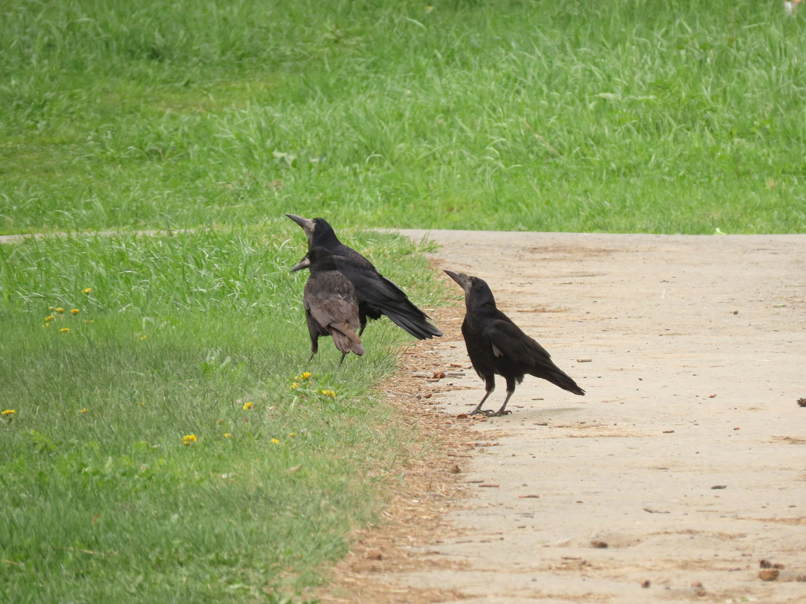 Грачи, Байкальский заповедник