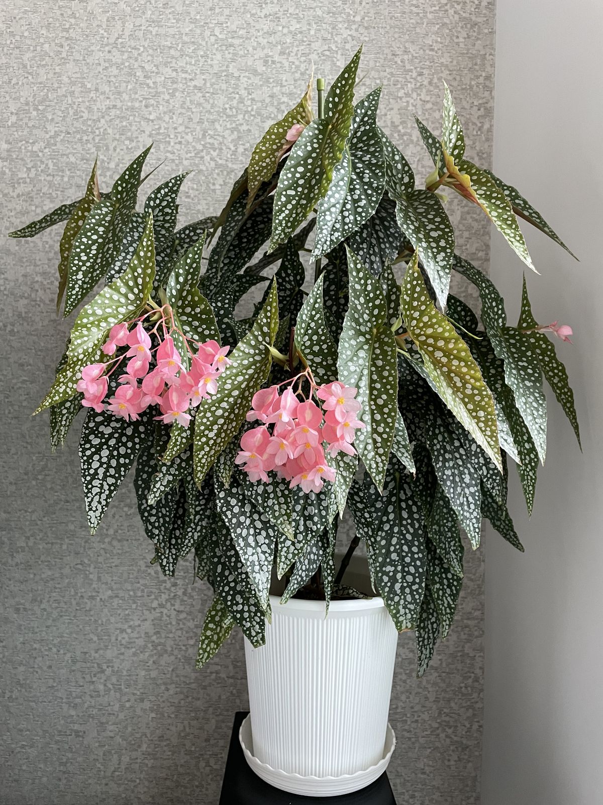 Green indoor plant in pot