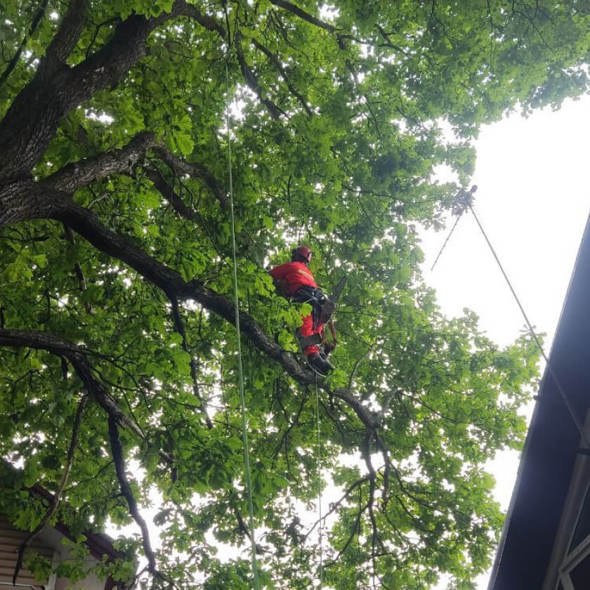 Спил и удаление деревьев в Москве — «Они на деревьях»