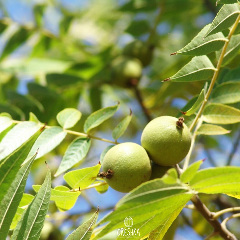 Texas walnut Juglans microcarpa compound leaves narrow lanceolate 11-23 leaflets feathery