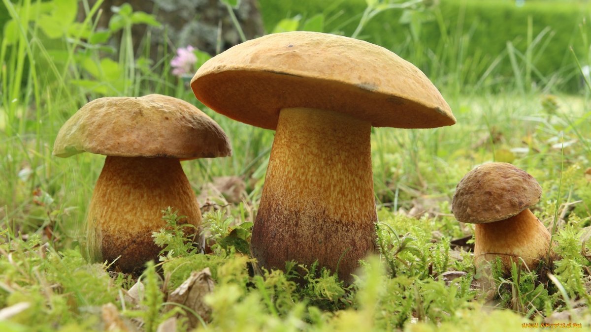 Как выглядит груздь: описание популярных видов грибов