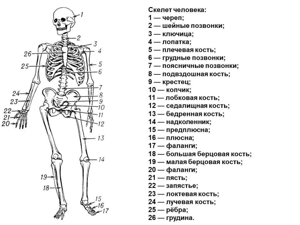 Скелет организации. Строение скелета человека схема. Скелет название всех костей. Скелет туловища человека с названием костей. Скелет название костей биология 8 класс.