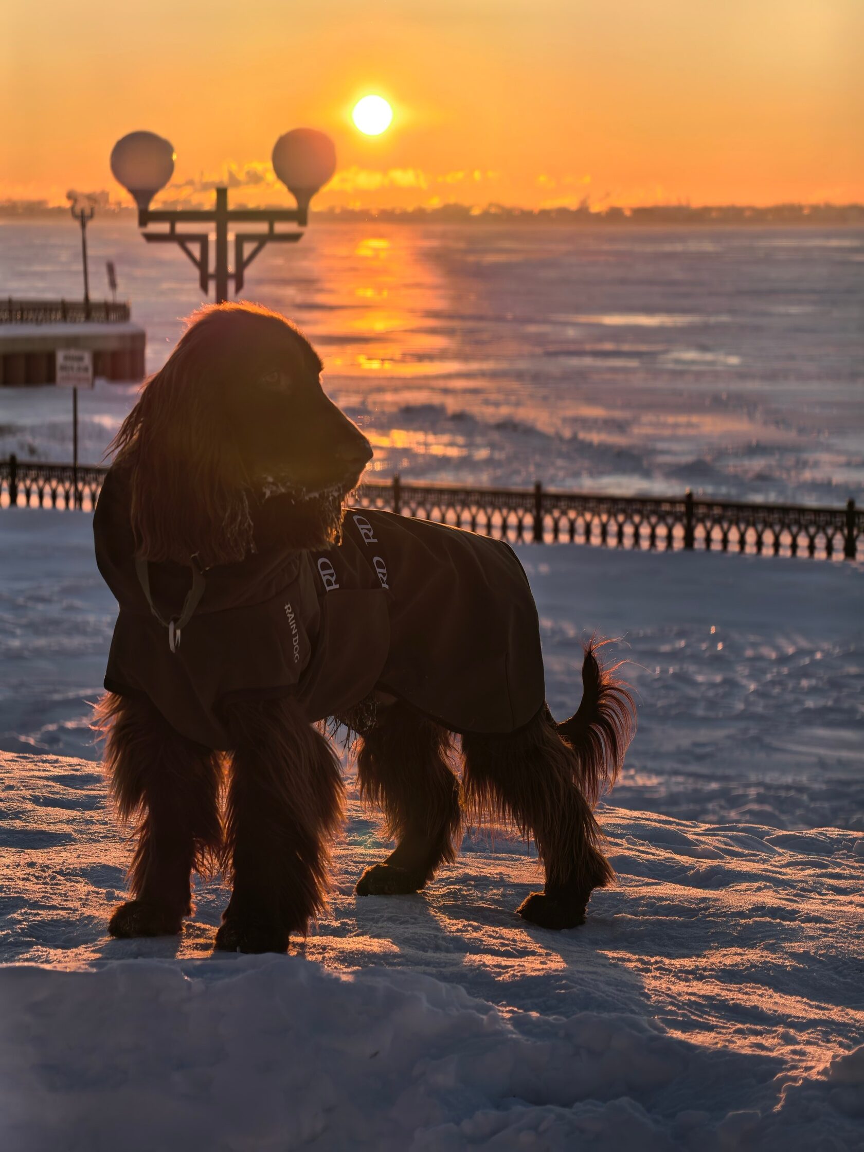 филд спаниель на фоне заката