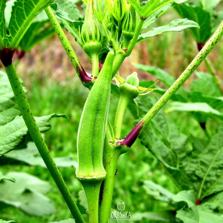 Seeds of Okra (Abelmoschus esculentus) — 20 pcs