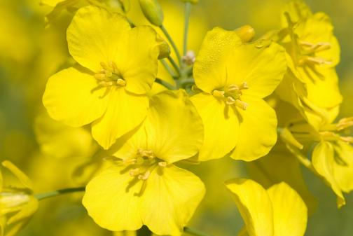 Яровой рапс