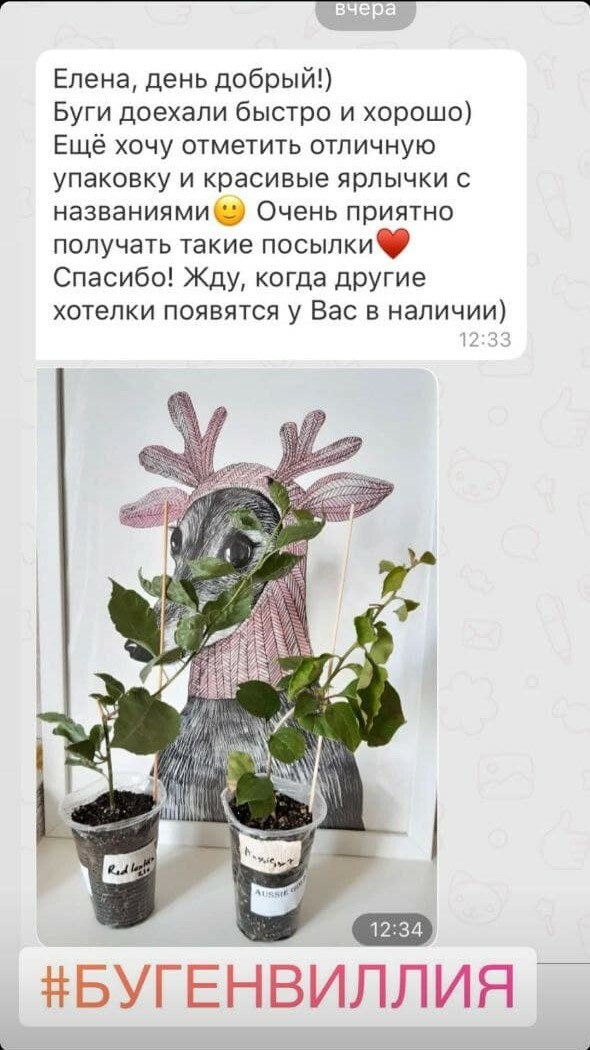 Купить бугенвилли онлайн