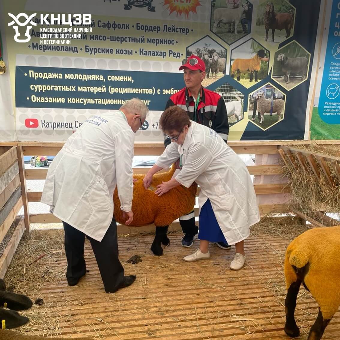 Краснодарский научный центр по зоотехнии и ветеринарии, ФГБНУ КНЦЗВ
