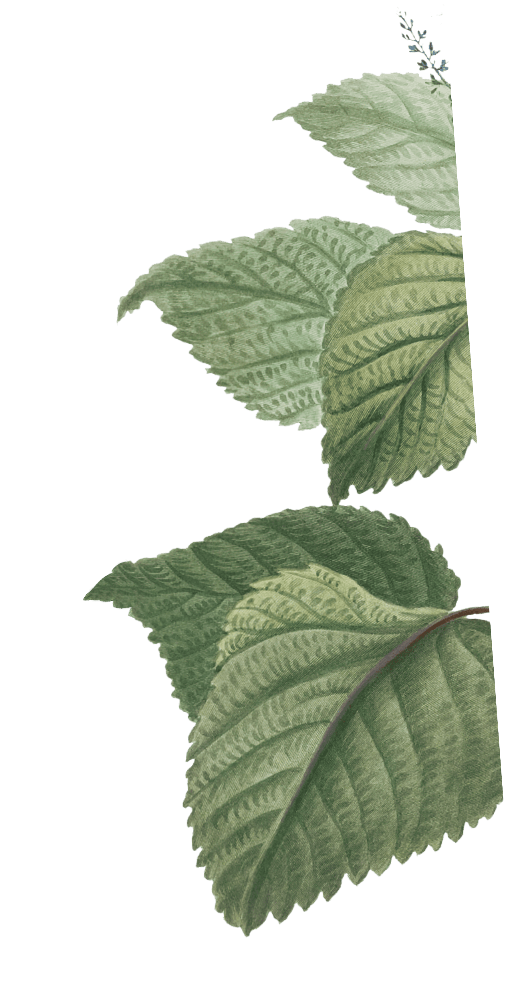 натуральная косметика, магазин профессиональной косметики, крем для ног, крем для ног с мочевиной, крем для ног купить, масло для ногтей, масло монарды для ногтей, масло для ногтей купить, косметика для ногтей, дезодорант для ног