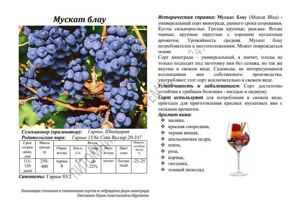 Виноград технические сорта фото описание