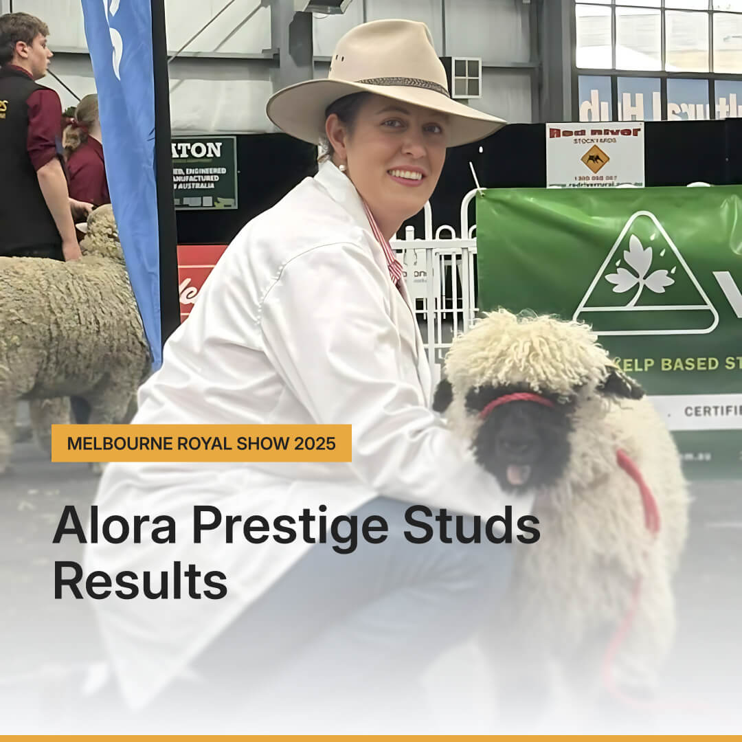 Alora Prestige Studs at Melbourne Royal Show 2025