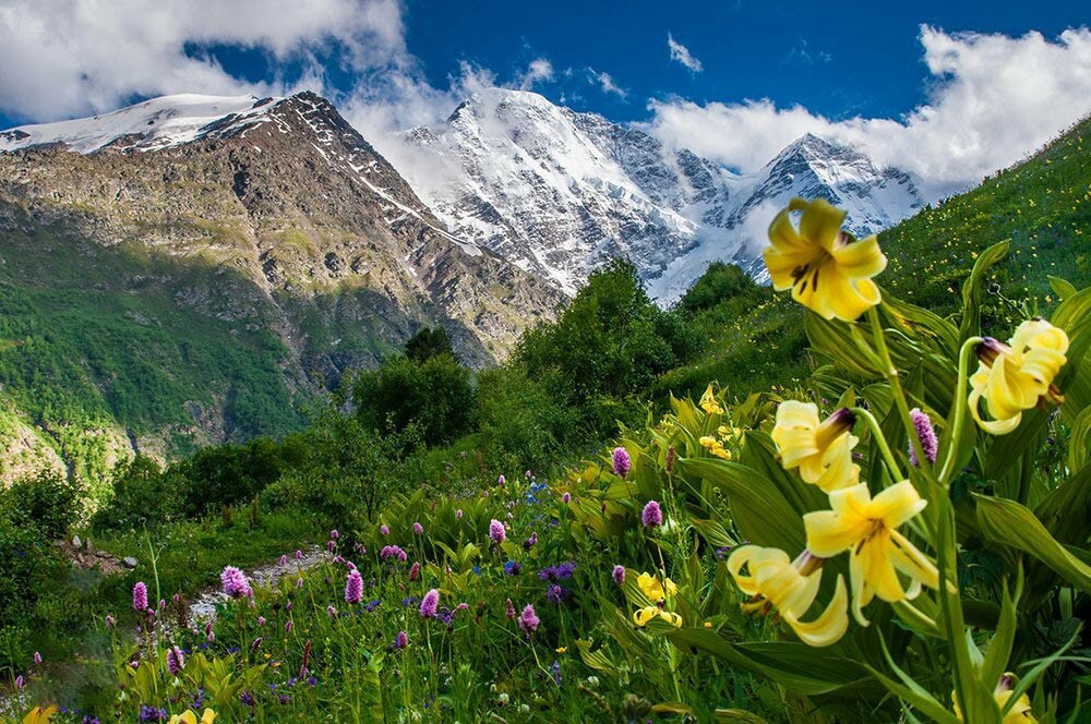 Цветы кавказских гор фото и названия