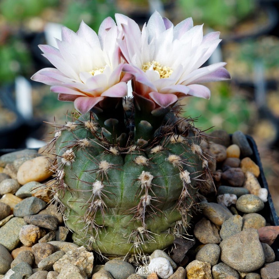 Gymnocalycium gaponii