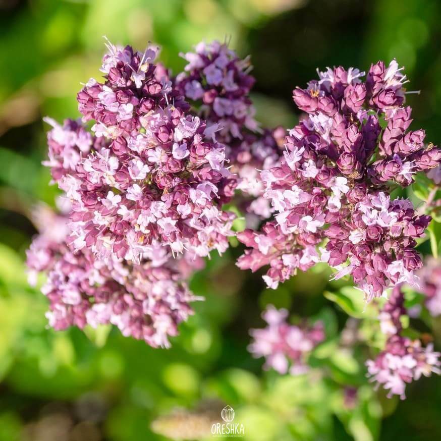 Seeds of pot marjoram (Oríganum) — 150 pcs