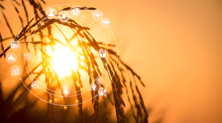 Выращивание риса и современные агротехнологии — рисовые колосья на закате