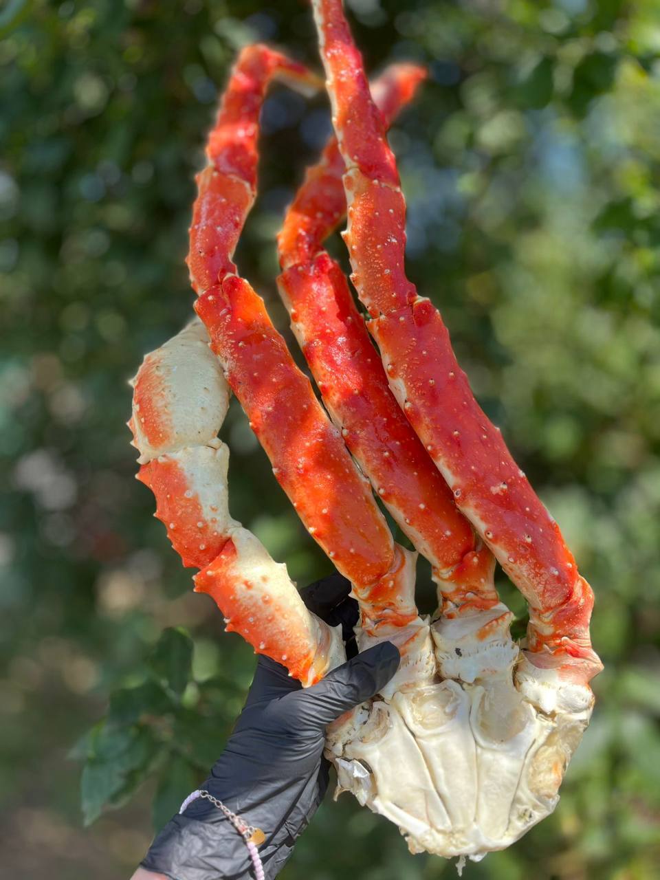 Клешня камчатского краба