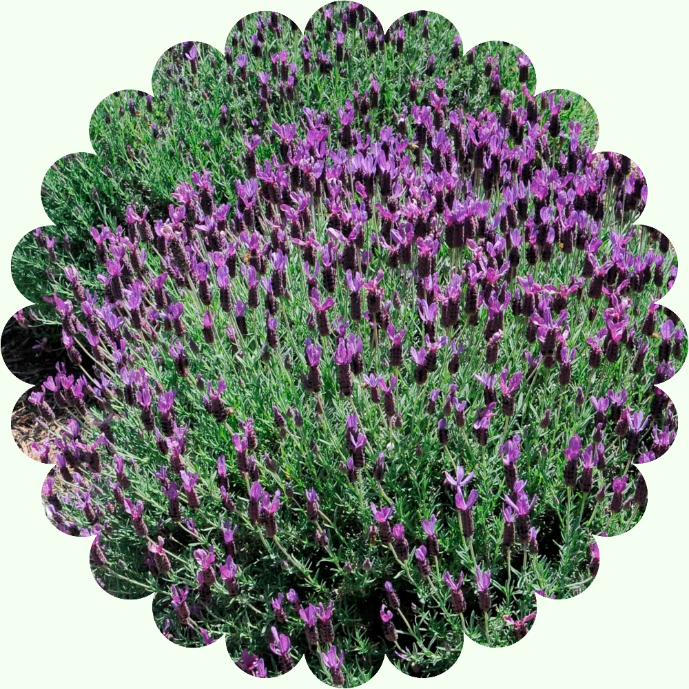 Лаванда Баттерфляй