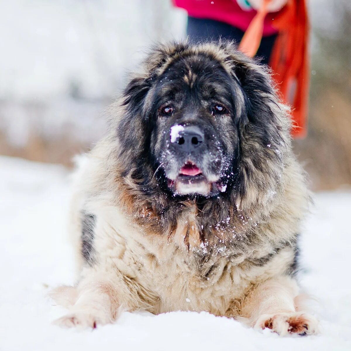 Dudusik Dog. Уроки - 5 особенностей кавказских овчарок, о которых вы  наверняка не знали - Помощь кавказским овчаркам