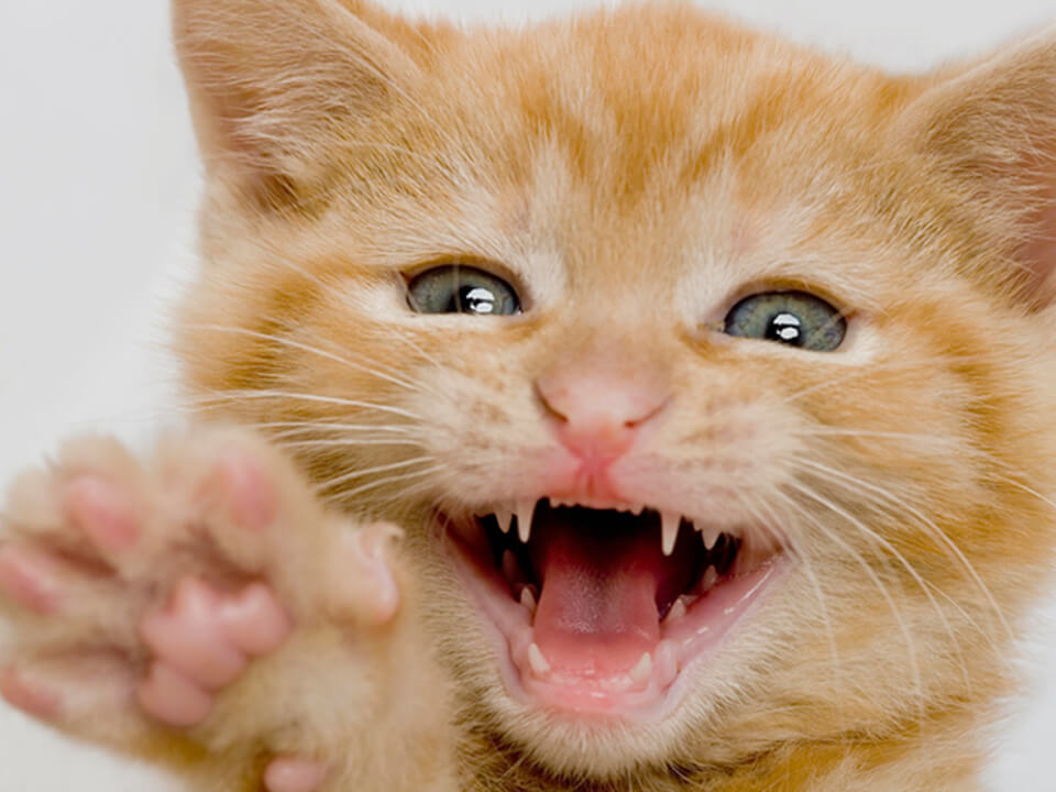 Когда у кошек меняются зубы - dogcatfan.com