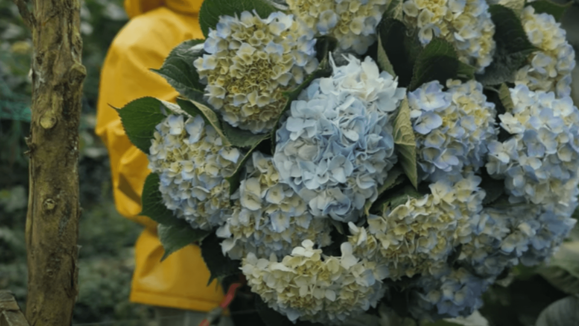 Гортензия от плантации Farm Direct, Колумбия