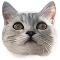 Кот 3