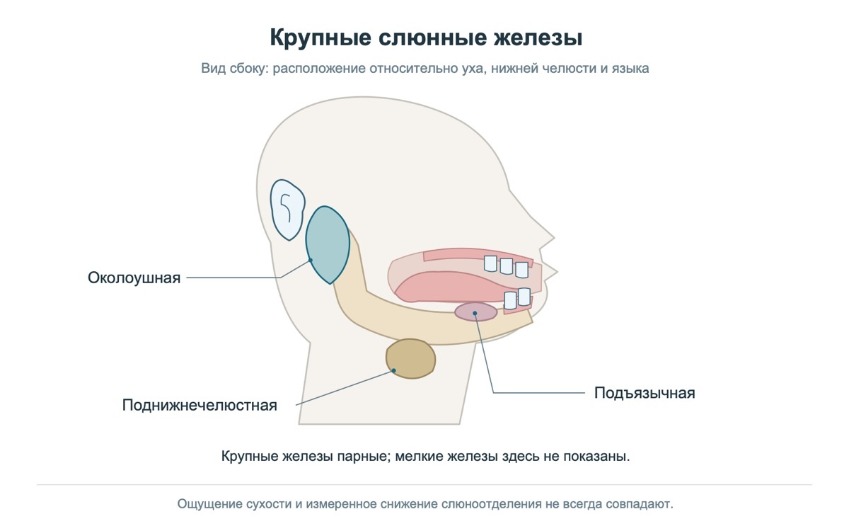 Основные слюнные железы и их расположение