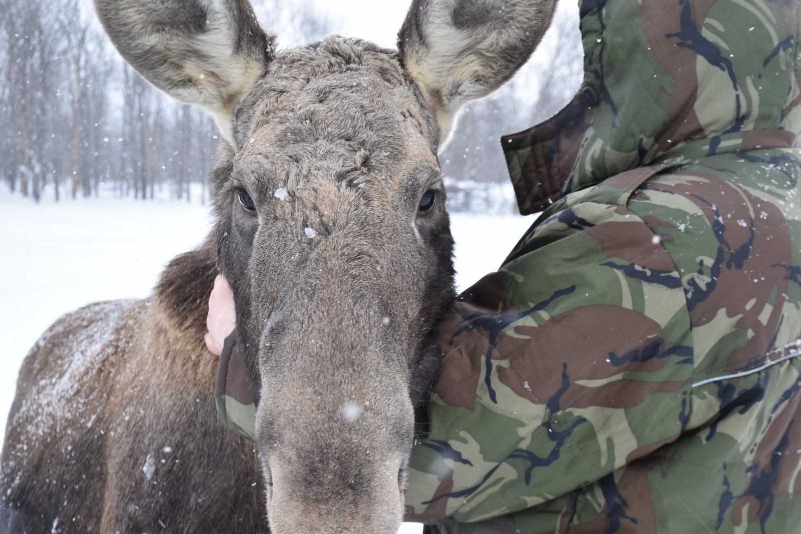 Егерь железногорск красноярский край