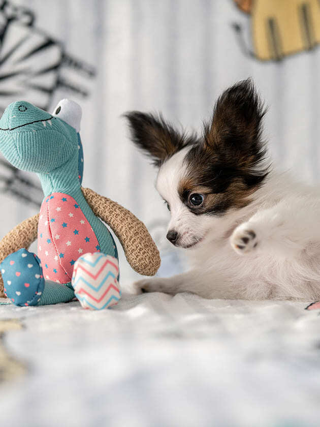 щенок папийона