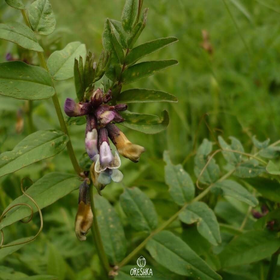 Vicia sepium – горошек заборный