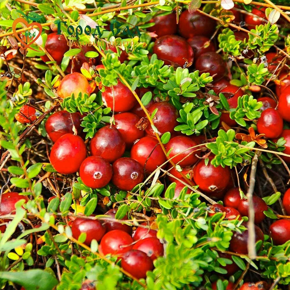 Болотные плоды. Клюква Болотная ягода. Cranberries (Vaccinium macrocarpon). Клюква крупноплодная Стивенс. Клюква Болотная кустарник.