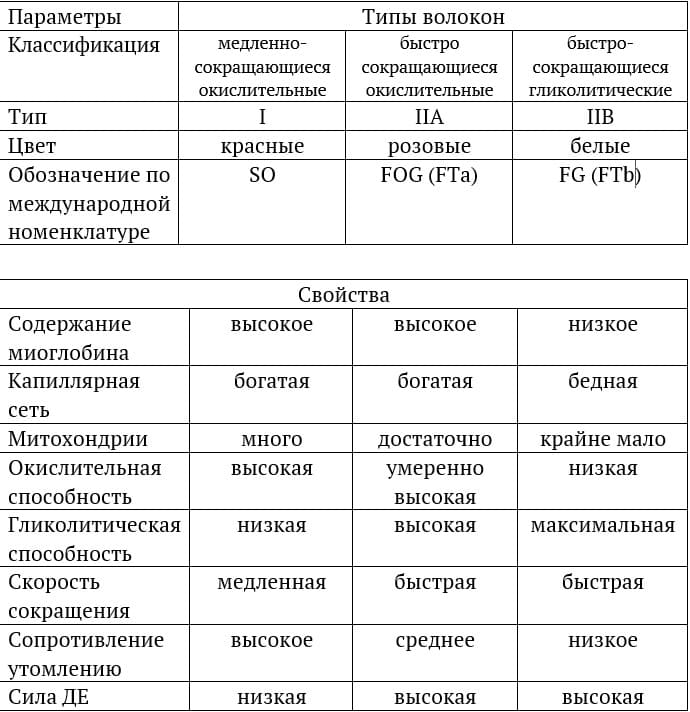 Сравнение мышечных волокон типов I, IIA и IIB по физиологическим и биохимическим характеристикам